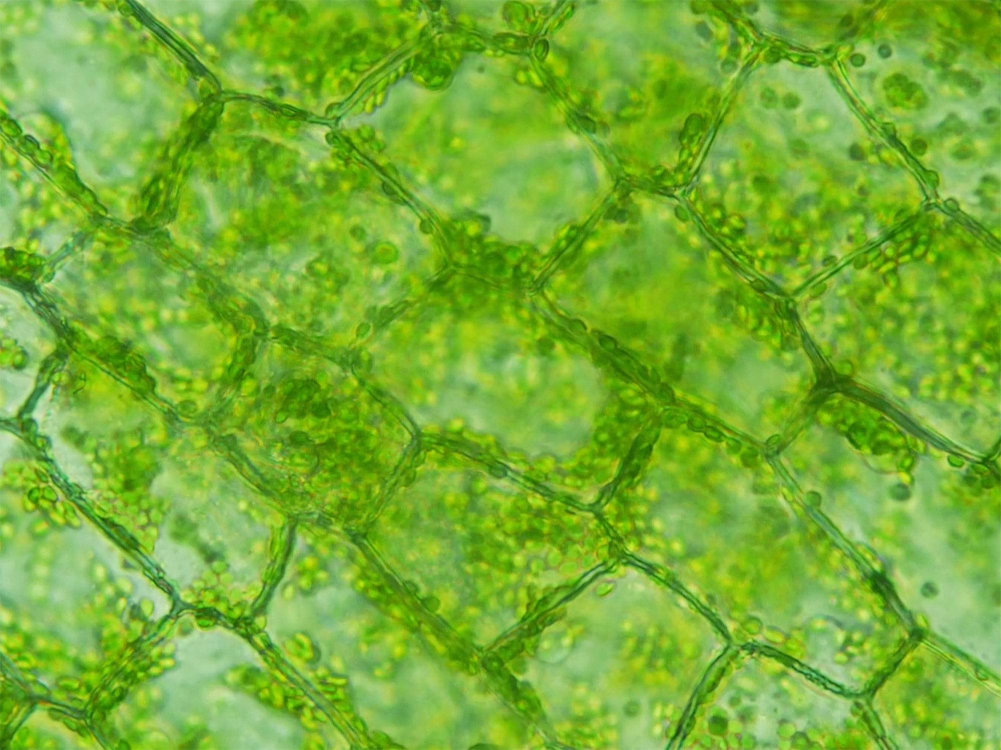 Neon green microbiology under from the view of a microscope