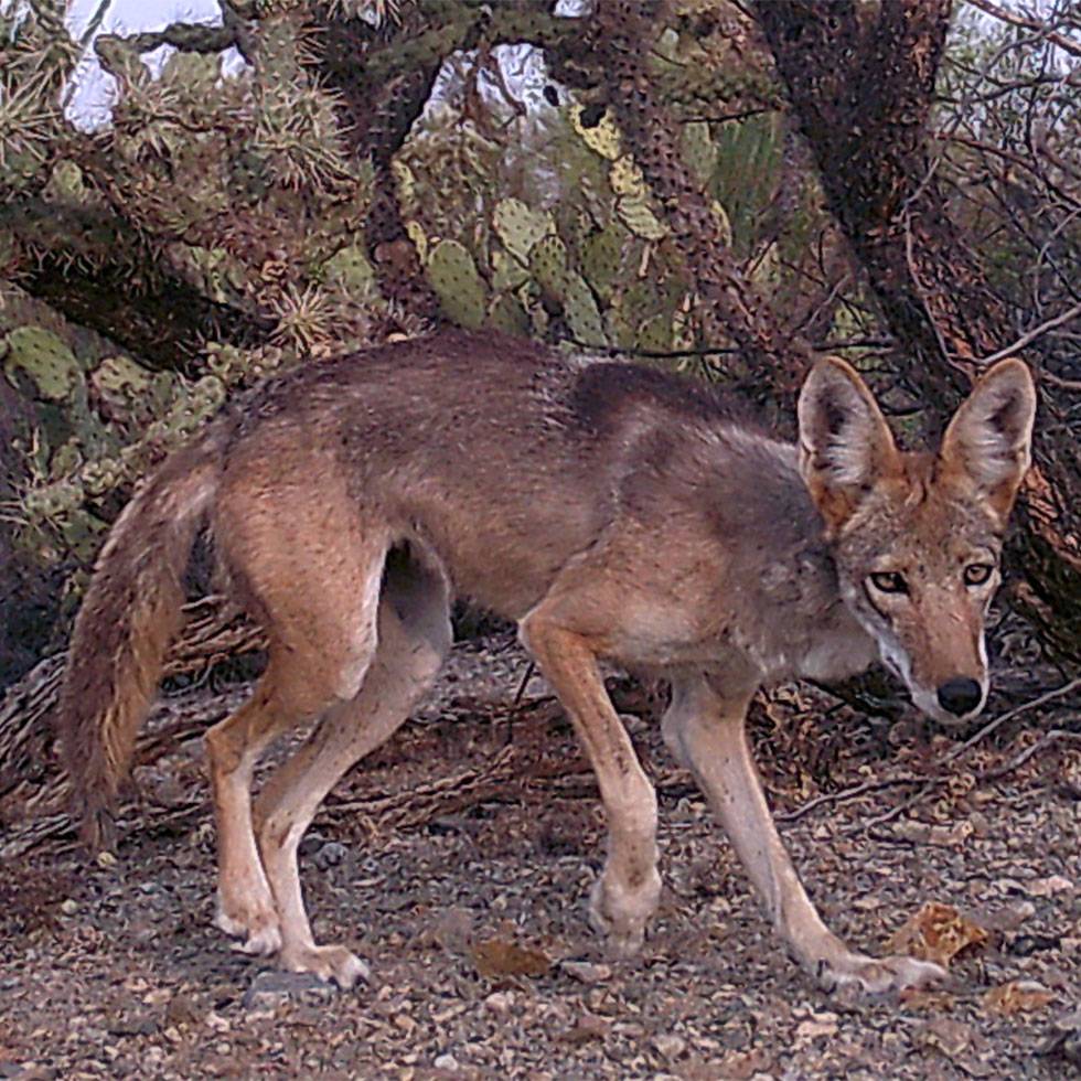 A coyote crouches with a desert background