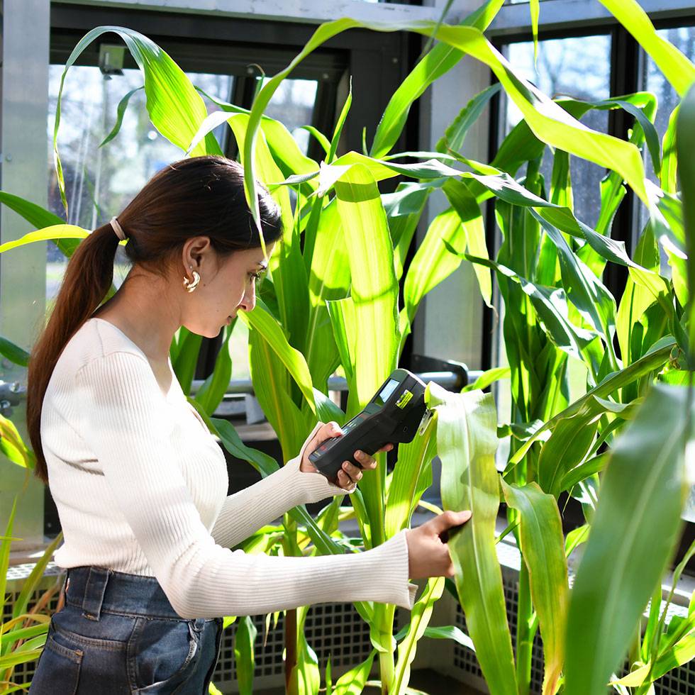 A students conducts research in a sunny greenhouse surround by large, tall, green leaves