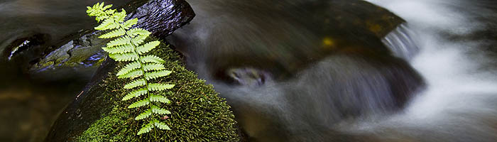 Fern in a water garden
