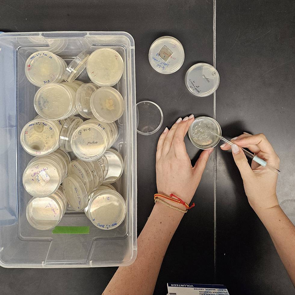 Hands working with petri dishes in a lab setting, examining bacterial cultures using tweezers; a plastic container filled with labeled petri dishes sits nearby on the black lab bench.