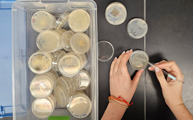 Ariana Cojocaru ’26 conducts research in the Albany Medical Center lab